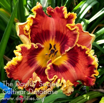 Tomaso Albinoni AHS image