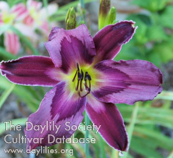 Laurelwood's Mystery Maker AHS image