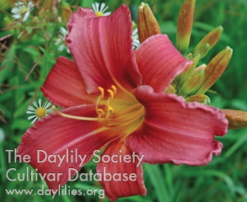 Olallie Abigail's Jewel