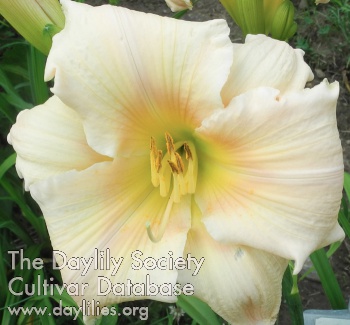 Olallie Anne Katherine AHS image