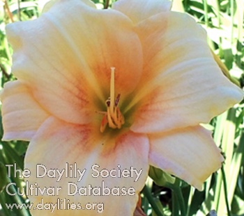 Olallie Beatrice Lucia AHS image