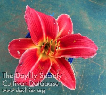 Olallie Crimson Clash AHS image