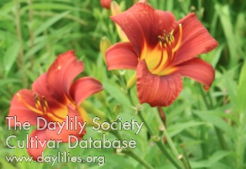 Olallie Dani's Ginger AHS image