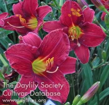 Olallie Esther Full of Grace AHS image