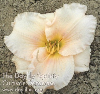 Olallie Laurie Arden AHS image