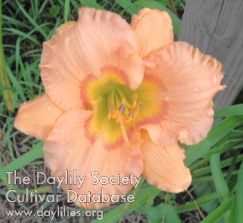 Olallie Nicole AHS image
