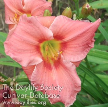 Olallie Wendy AHS image