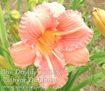 Olallie William Bromell AHS image