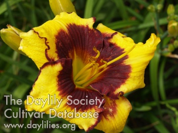 Deepcut Voodoo Chili AHS image