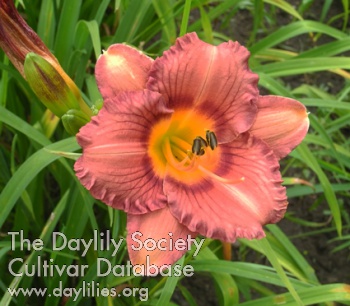 Olallie Patricia Rose AHS image