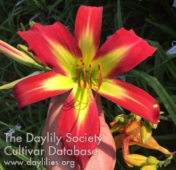 Dale Hayward-Gellatly AHS image
