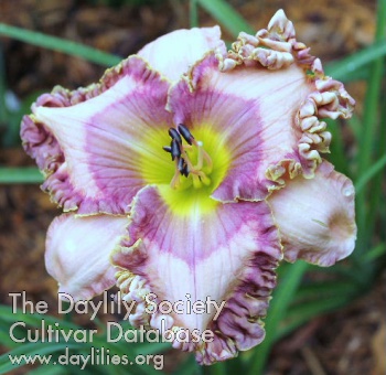 Laurelwood's Fairy Kingdom AHS image