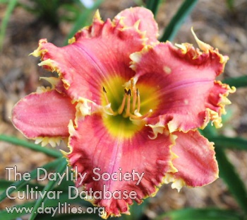 Laurelwood's Tooth Fairy AHS image