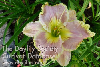 Montana Easter Basket AHS image