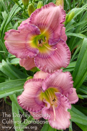 Pretty Purple Party AHS image