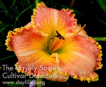 Razzy Peach AHS image