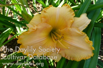 Montana Yellow Bow AHS image