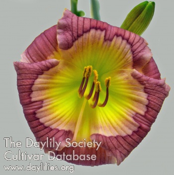 Squeaky Mary AHS image