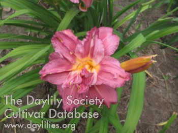 Bursting Forth AHS image
