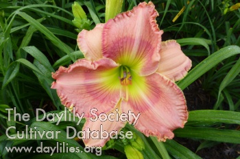 Montana Pink Lemonade AHS image