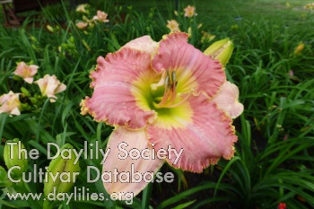 Prickly Pear Pink AHS image