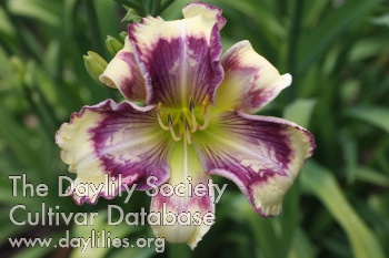 Veined Variations AHS image