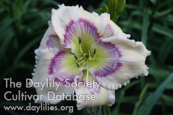 White Wiggles AHS image