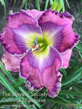 Ashley's Berry Blossom