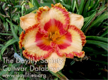 Abilene Red Eye AHS image