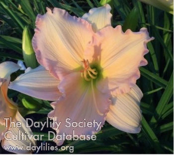 Lady Martha Ann AHS image