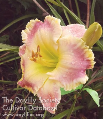 Dorothy Joan Malher