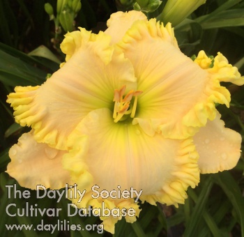 Crinkled Sunshine AHS image
