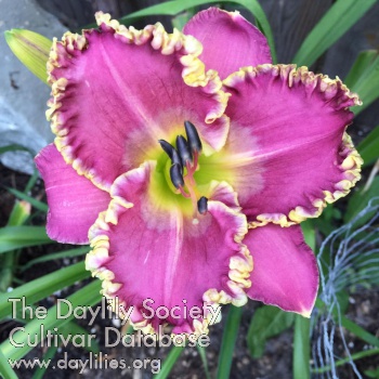 Deborah's Lovely Lace AHS image