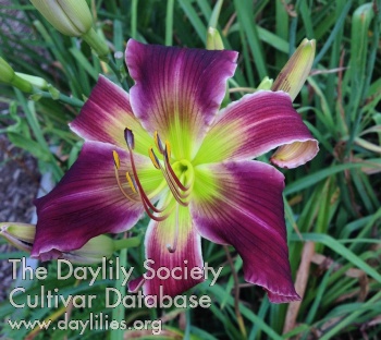 The Bloom Where It Happens AHS image