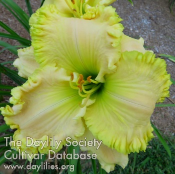 Dalga AHS image