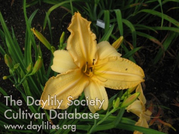 Lizzy Bee Brunacci AHS image