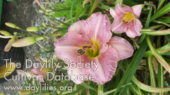 Southida AHS image