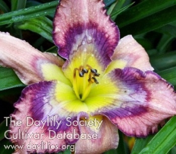Imply AHS image