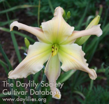 Ozark Blush AHS image