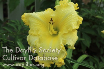Big Yellow Doofus AHS image