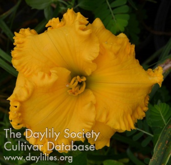 Summer's Golden Daze AHS image