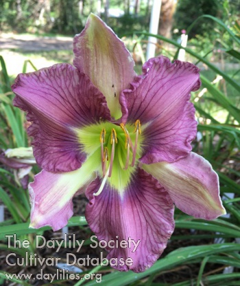 Betty's Purple Extravaganza
