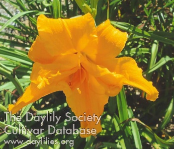 Happy Golden Pinwheel AHS image