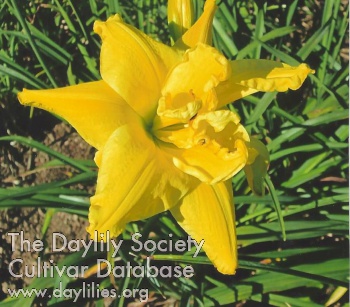 Happy Yellow Pinwheel