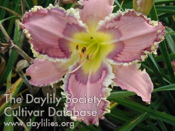 Lily Among Thorns AHS image
