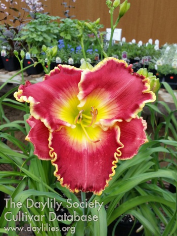 Susan Jasan AHS image