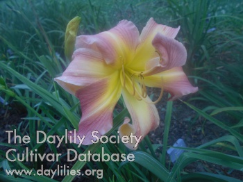 Ridgeville Delight AHS image