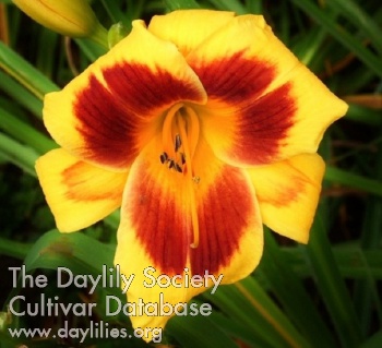 Derby City Golden Flames