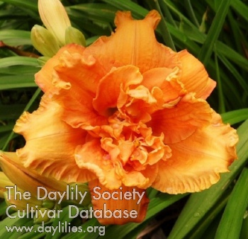 Highview Double Orange Frizz AHS image
