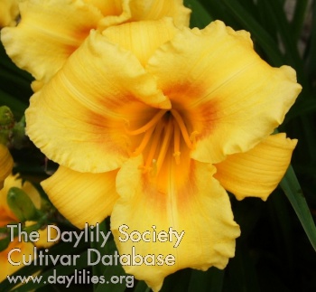 Highview Golden Bliss AHS image